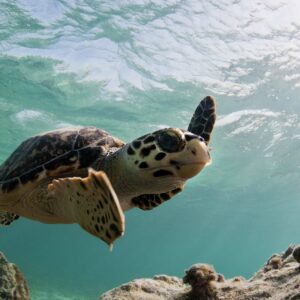A hawksbill sea turtle swims close to the camera.