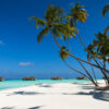 Coconut Trees in Maldives