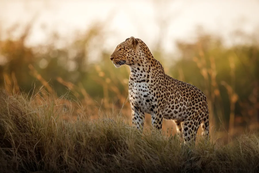 Leopard female pose in beautiful evening light in South Africa