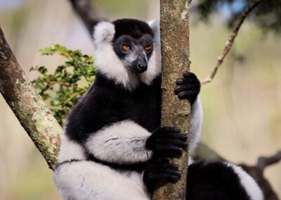 MADAGASCAR WILDLIFE DISCOVERY TOURS 2025 & 2026