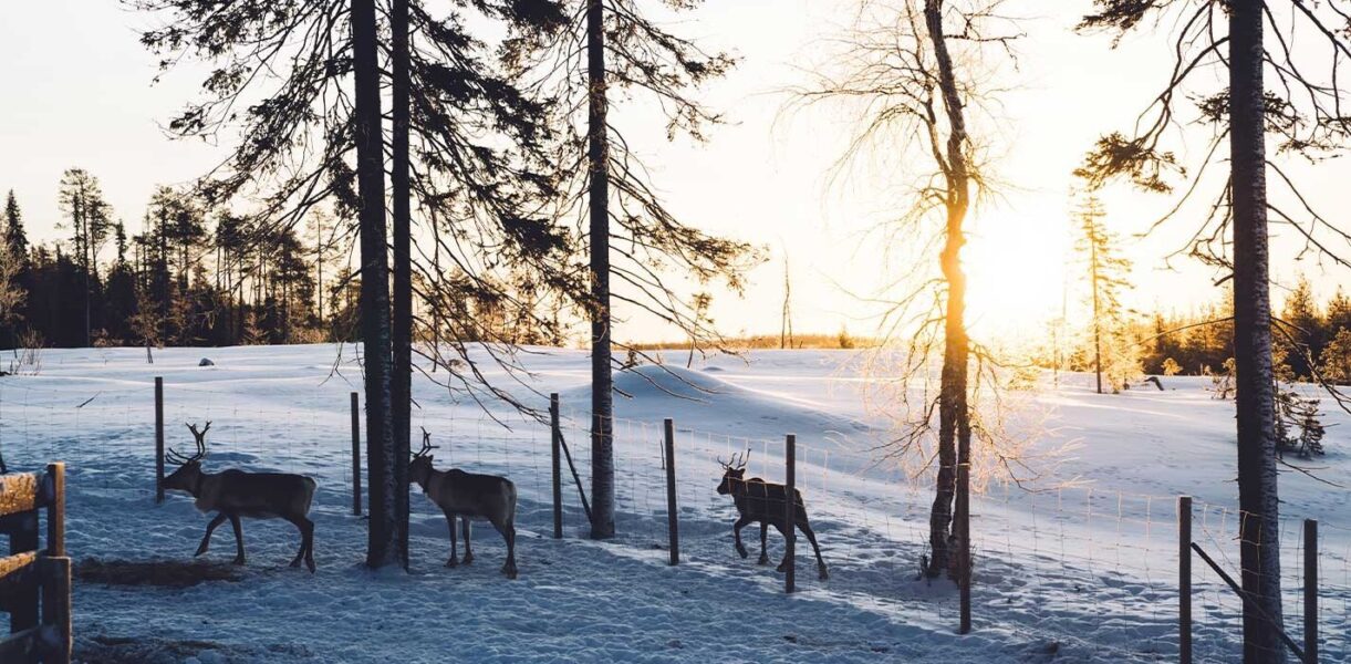 Lapland beautiful snow