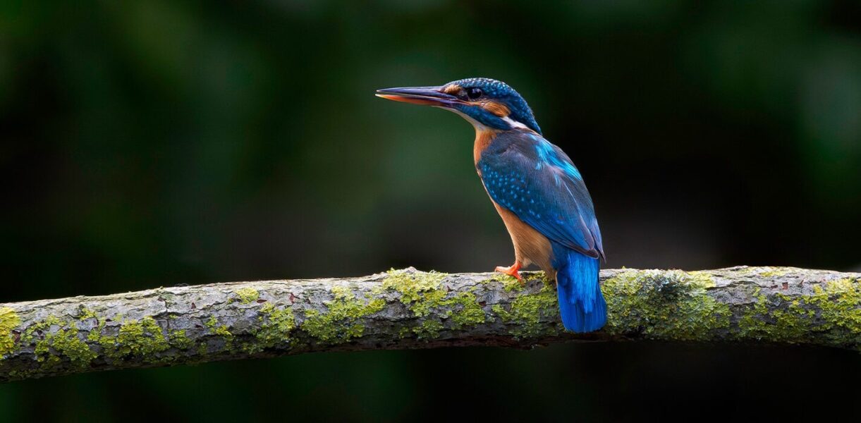 Madagascar kingfisher