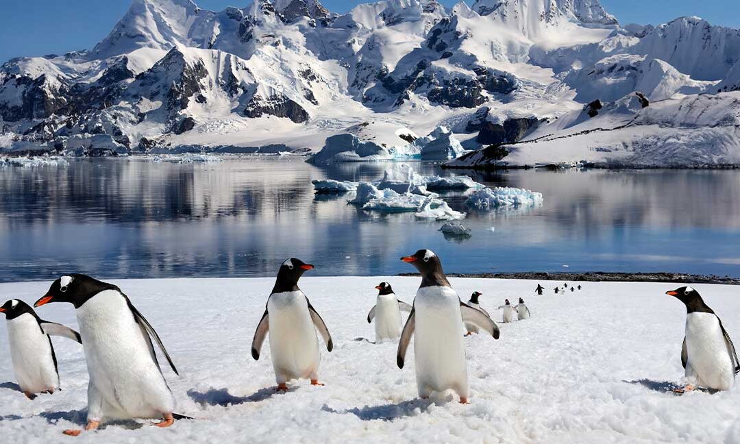 BUENOS AIRES & ANTARCTICA CRUISE ADVENTURE