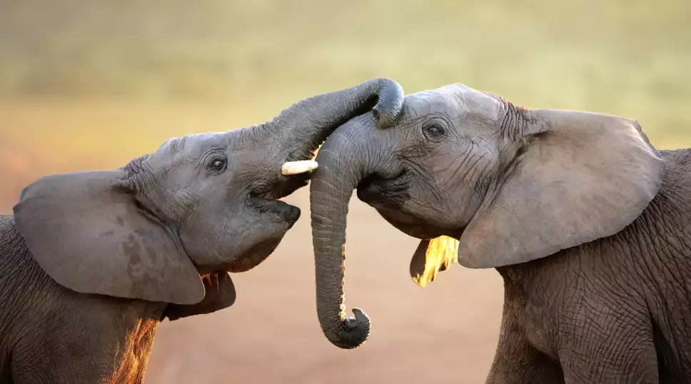 VICTORIA FALLS & CAPE TOWN SAFARI TOUR